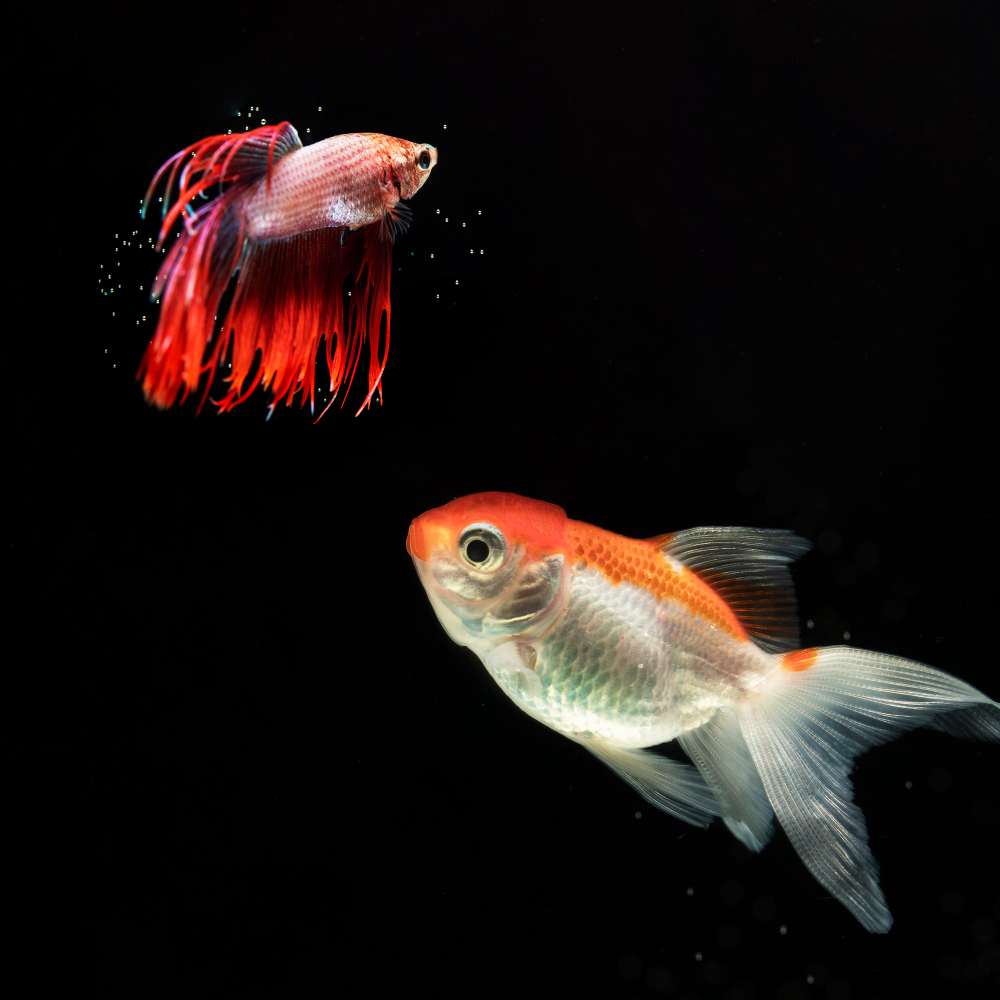 Pets that live in water (Fish & Aquatic Pets)