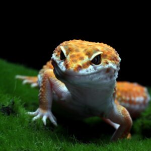 Reptiles and Amphibians
