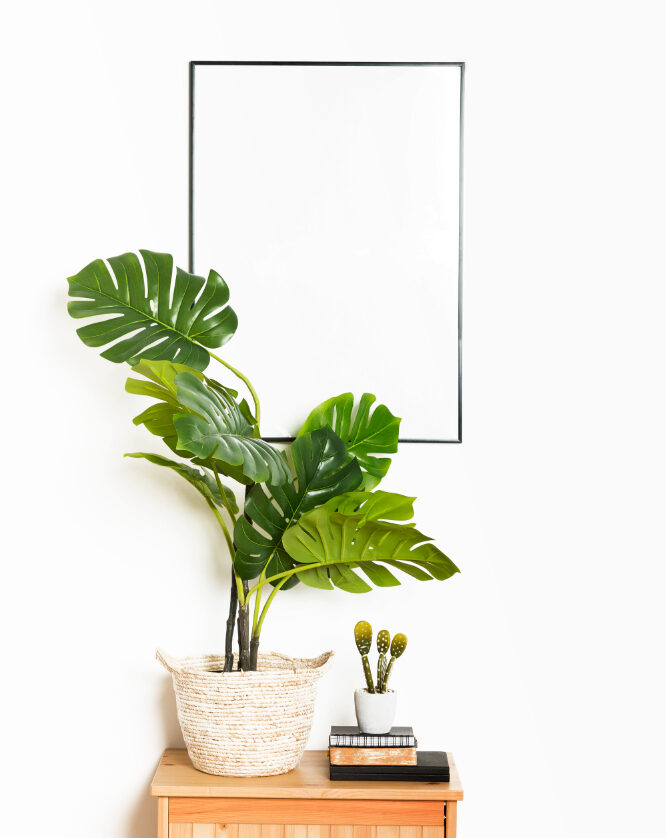 Plants