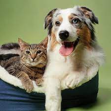 Pets
