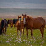 Horses For Sale