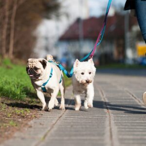 Pet Walk & Care Services