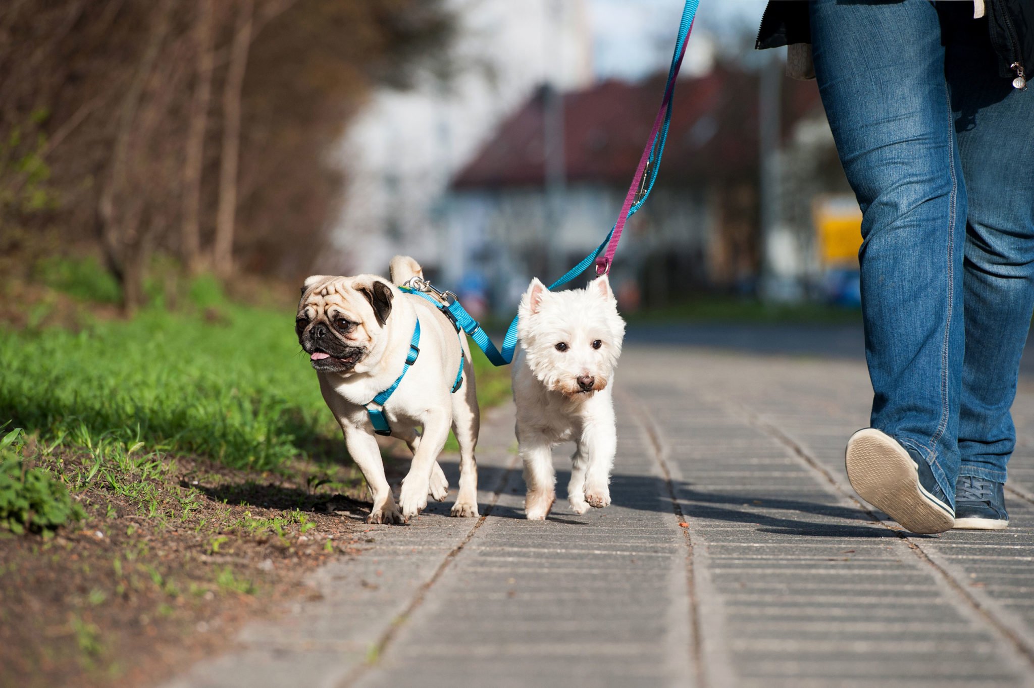 Pet Walk & Care Services