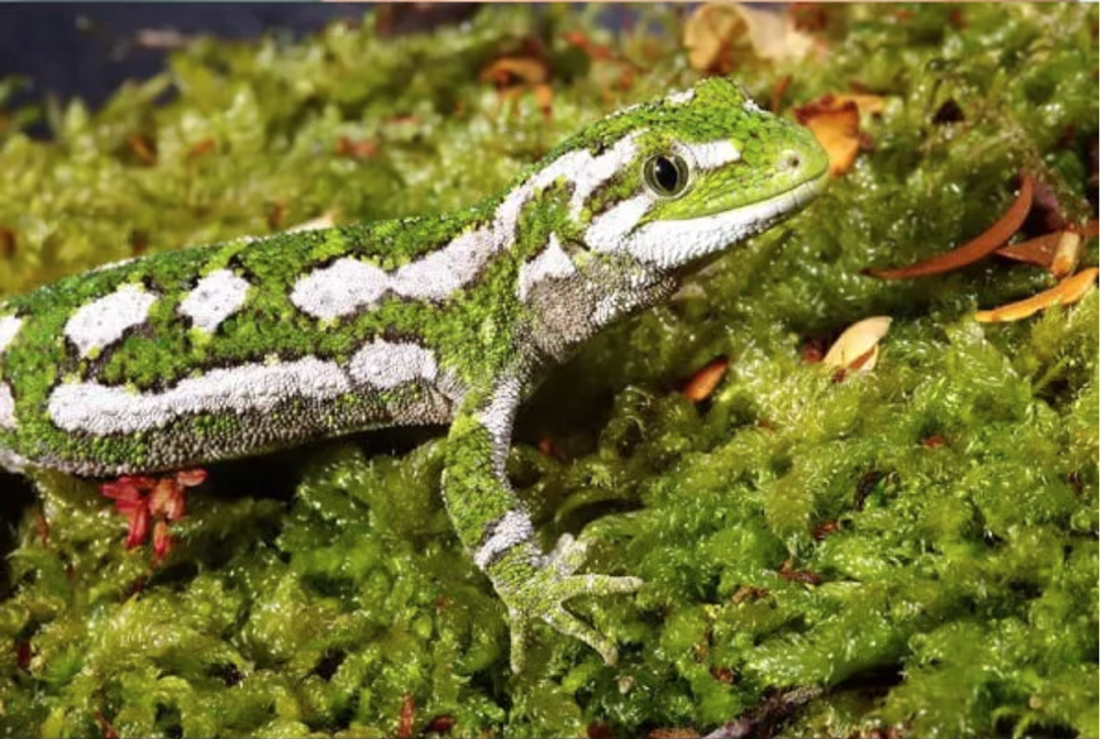 Pre-owned Reptiles, Amphibians & Accessories