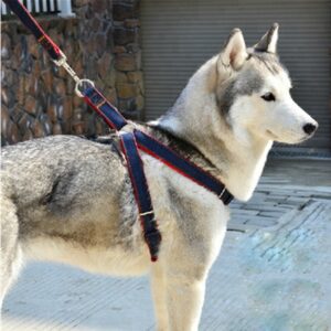 Pre-owned Dogs Items & Accessories