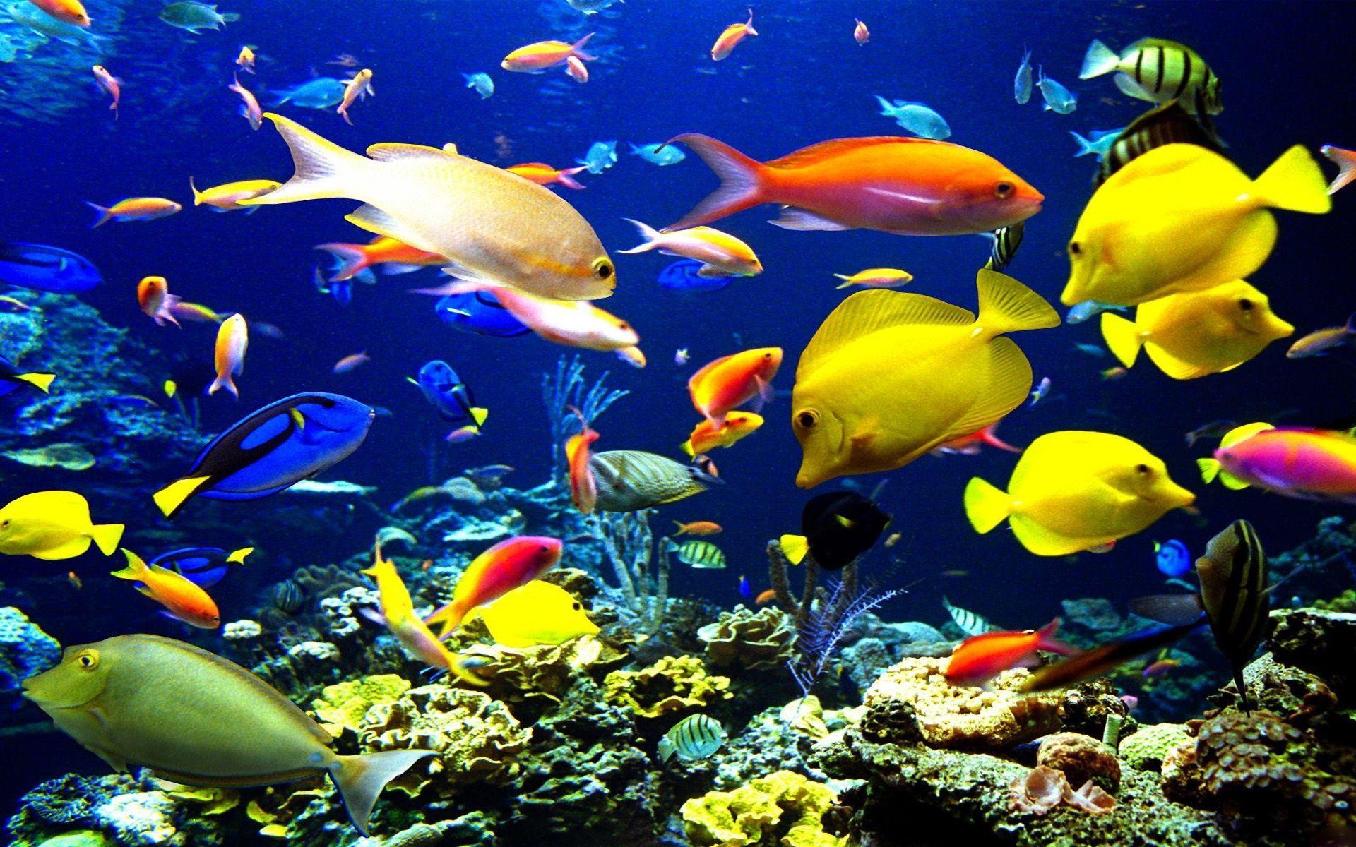 Fish & Water Animals for Sale