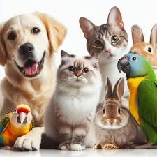 Buy Pets & Animals