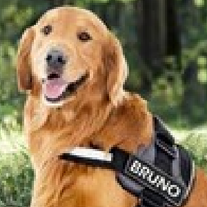 Pets Customized Supplies