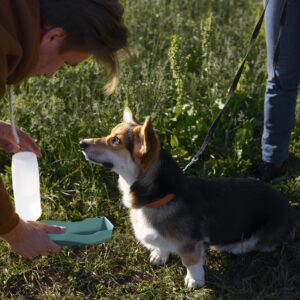 Controls for Flea Tick