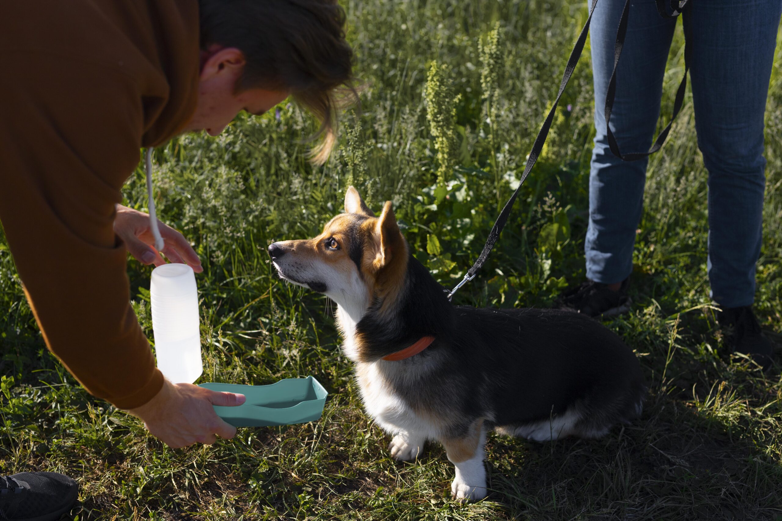 Controls for Flea Tick