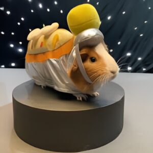 Pre-owned Small Pets & Accessories