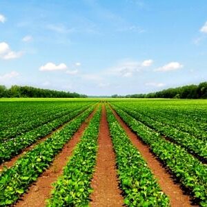 Renting Agriculture Land