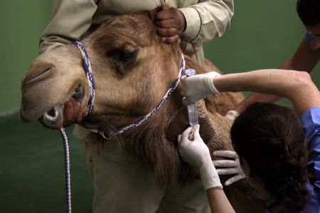 Camel Healthcare